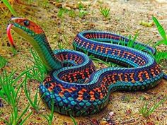 a blue and orange snake laying on the ground next to some green grass, with caption in spanish