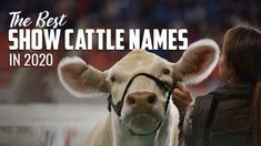 a woman is petting a cow with the words, the best show cattle names in 2020