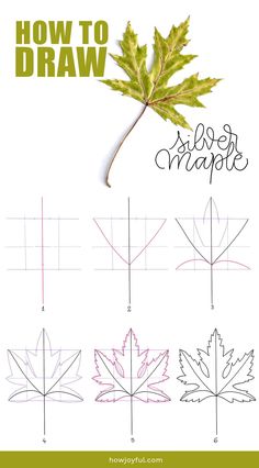 how to draw a maple leaf with this step - by - step drawing guide for beginners