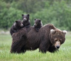 three bears are sitting on top of each other in the grass and one bear is standing up