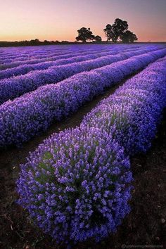 rows of lavender plants in a field at sunset