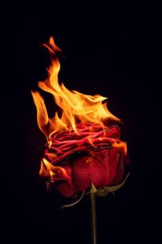 a red rose with flames in the dark