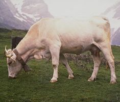 two cows grazing in a field with mountains in the background