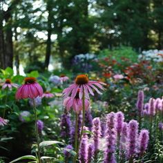 purple flowers are in the middle of a garden with many other plants and trees behind them