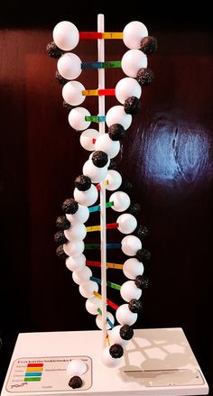 This model has been made from styrofoam balls, acrilic spray paint, thin wooden sticks and wooden bar. 3d Molecule Project, Dna Double Helix Model Projects, Dna Structure Model Project, 3d Dna Structure Project, 3d Dna Project