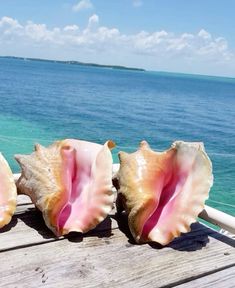 Conch Shell Aesthetic, Conch Shell, Summer Bucket, Summer Wallpaper, Summer Design