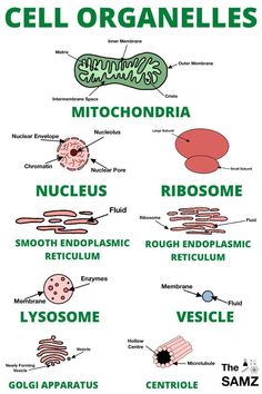 the cell organelles are labeled in green and white text on a white background