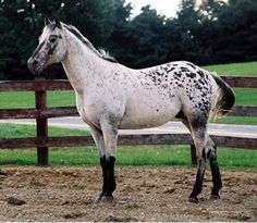 a white horse with black spots standing in the dirt near a wooden fence and green grass