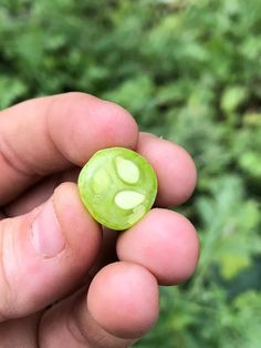 How To Grow Cucamelons - The Most Exciting Fruit You Can Grow This Year