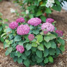 some pink flowers are growing in the dirt