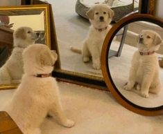 two puppies sitting in front of a mirror looking at their own reflection on the floor