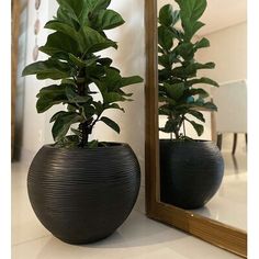 two potted plants sitting in front of a mirror