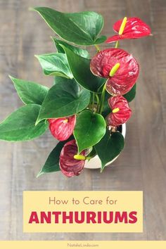 a potted plant with red flowers and green leaves in it on top of a wooden table