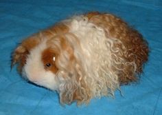 a small brown and white dog laying on top of a blue bed cover covered in fur