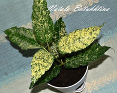 a potted plant with yellow and green leaves in it on a blue patterned table cloth