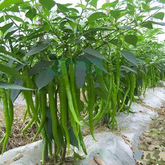 green beans are growing in the field