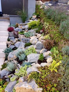 a garden with rocks and plants growing on the side of it, next to a house