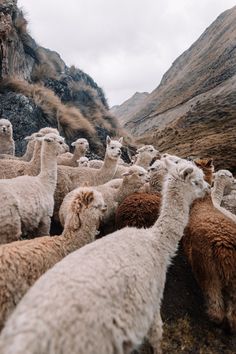 a herd of llamas standing next to each other on the side of a mountain