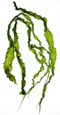 green leafy plants floating in water on a white surface