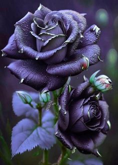 two purple roses with water droplets on them are in front of a dark green background