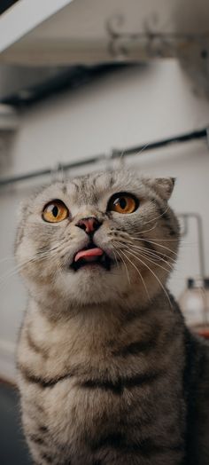 a cat with its mouth open looking up