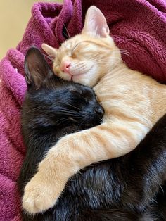 an orange and black cat sleeping on top of a black cat in a pink blanket