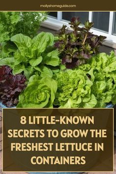 some lettuce plants in a pot with the words 8 little known secrets to grow the freshest lettuce in containers