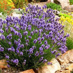 purple flowers are growing out of the rocks in front of a rock and stone garden