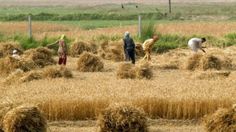 several people in a field with hay bales and one person standing on the other side