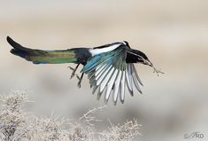 a bird with its wings spread out in the air