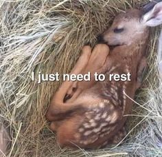 a deer that is laying down in some hay with the caption just need to rest