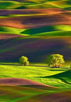 the rolling hills are covered in green and purple grass, with trees on each side