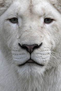 a white tiger with blue eyes looks at the camera