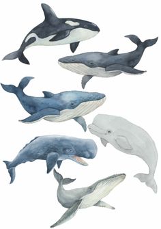 four different types of whales in the ocean