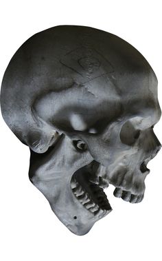 an image of a human skull on a white background