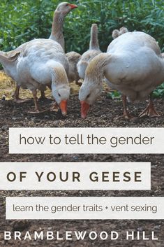 the cover of how to tell the gender of your geese