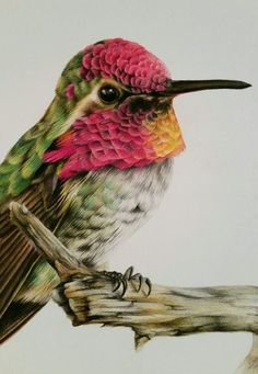 a drawing of a hummingbird sitting on a branch with pink and green feathers in its beak