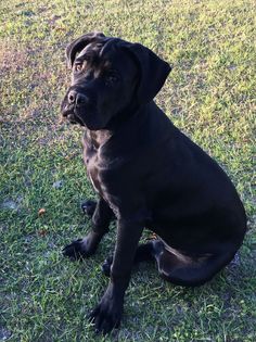 Cane Corso puppy with floppy ears Cane corso, Corso dog, Cane corso Cane Corso Labrador, Cane Corso Floppy Ears, Cane Corso Uncropped Ears, Cane Corso Natural Ears, Cane Corso With Ears, Black Cane Corso, Cane Corso Puppy