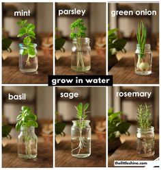 the stages of growing plants in mason jars