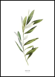 Watercolour Olive Branch, Olive Branch Painting, Types Of Olives, Heather Moss, Olive Spread, Cactus Poster