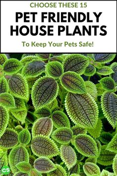 green plants with the words choose these 15 pet friendly house plants to keep your pets safe