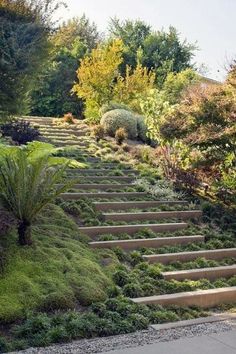 an outdoor garden with steps leading up to trees and plants on the side of it