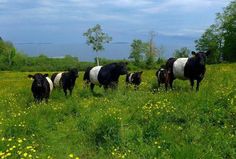 a herd of cows standing on top of a lush green field covered in yellow flowers