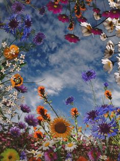 the sky is full of colorful flowers and daisies in this photo taken from below