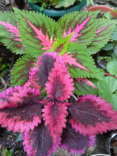 purple and green leaves are growing in the ground next to potted plants on either side of each other