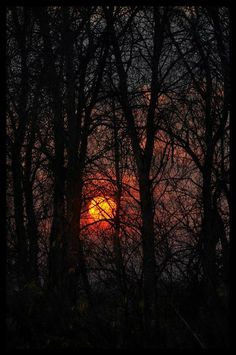 the sun is setting behind some trees with no leaves or branches on them, and it appears to be dark