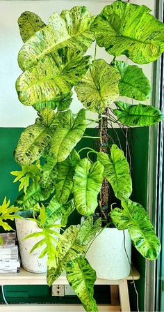 a green plant in a white pot on a shelf