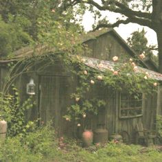 an old shed with roses growing on it's roof next to a large tree