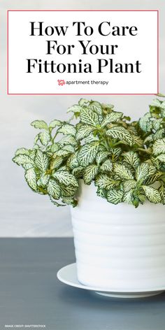 a potted plant with the title how to care for your fittonia plant