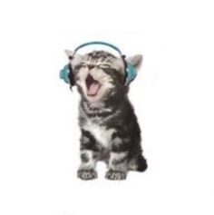 a kitten wearing headphones and singing into the microphone